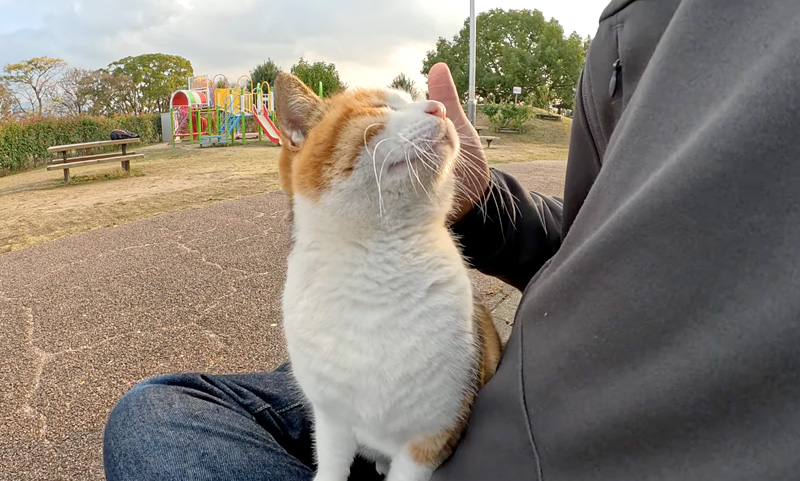 三毛猫さんが膝に乗ってきて温めてとしがみついてきた優しくナデナデすると幸せいっぱいに エウレカねこ部