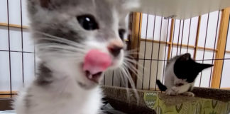 ご飯を食べた子猫達