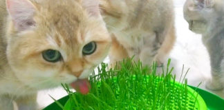 猫草を食べる猫