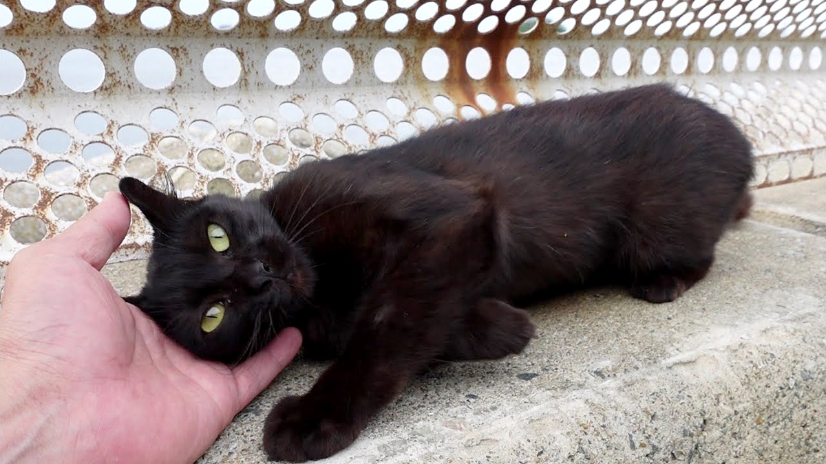 人懐っこい黒猫