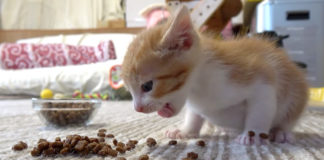 カリカリを食べる子猫