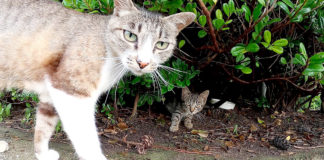 子猫を紹介する猫