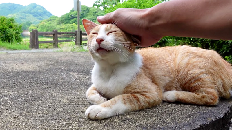 にゃにゃにゃ♪」と鳴きながら、モフモフされに駆け寄ってくる猫さんが 