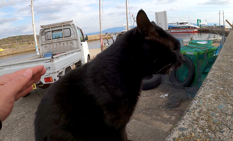 漁港でケンカ中の猫達に遭遇 このままでは大変なことになると思い 恐る恐る仲裁に入る ﾟaﾟ エウレカねこ部