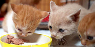 初めてご飯を食べる子猫達