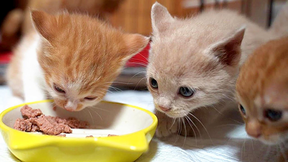 初めてご飯を食べる子猫達