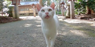 神社で出会った猫