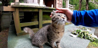 神社で出会った猫