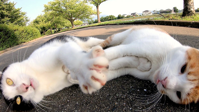 野良猫達のプロレスごっこ いつまでも決着がつかない様子が可愛い 艸 エウレカねこ部