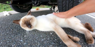 車を取り囲む猫達