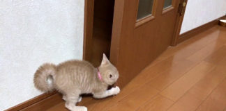 ドアと格闘する子猫