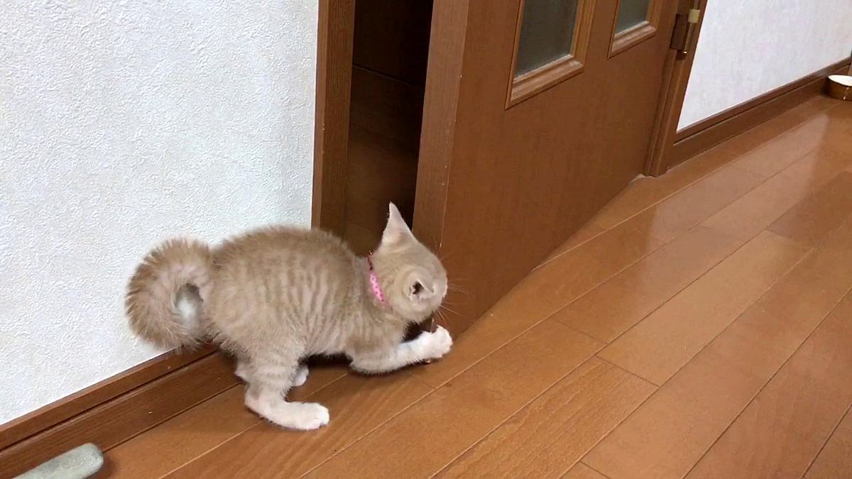 ドアと格闘する子猫