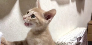 お願いする子猫