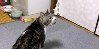 お父さんを探し回る猫