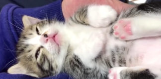 膝の上で眠る子猫