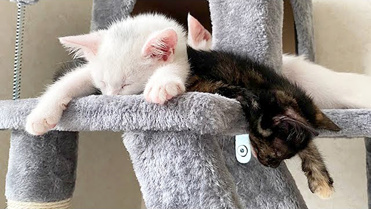 キャットタワーで眠る子猫達