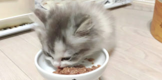 ウェットフードを食べる子猫