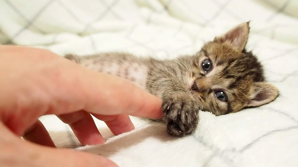 指を掴む子猫