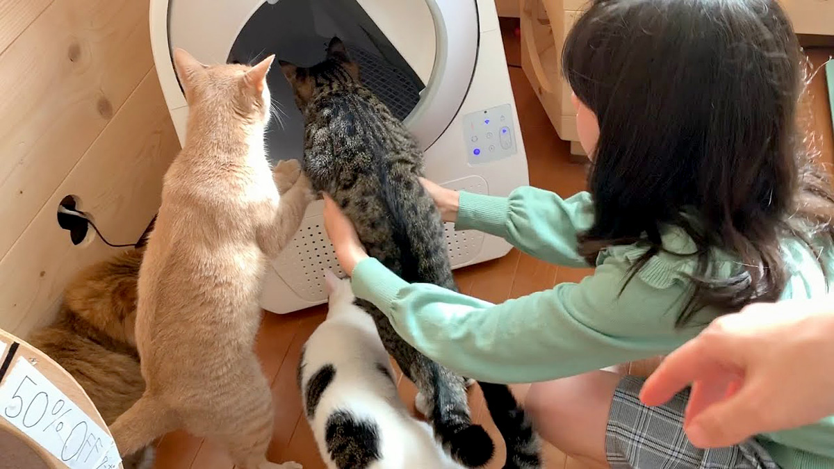 自動猫トイレに興味津々の猫達
