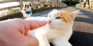 犬に愛される猫