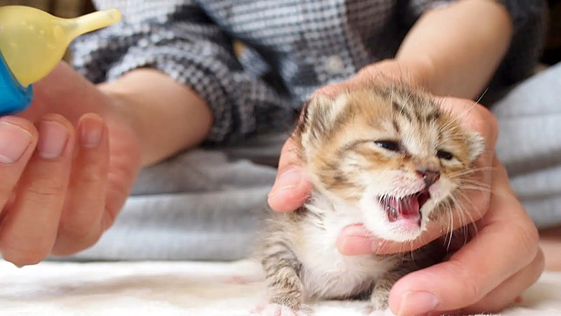 くるねこ 哺乳瓶 受け付けない