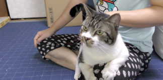 お父さんが好きな猫