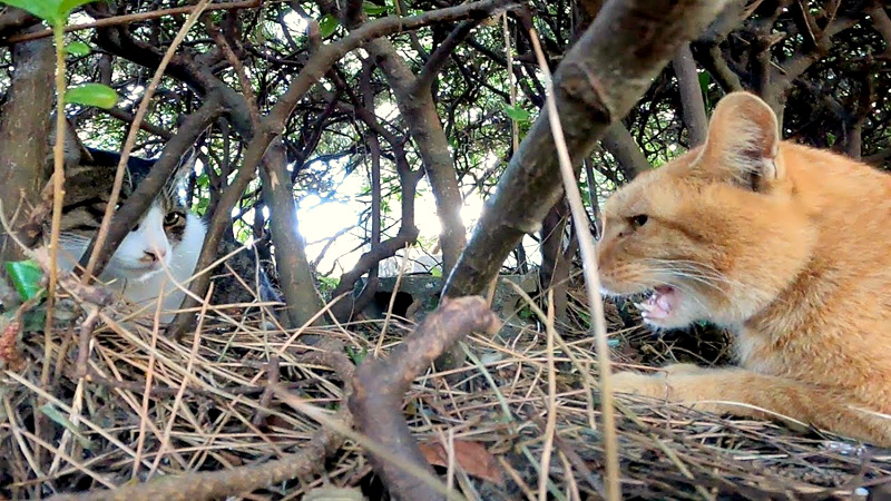 野良猫の家を訪ねたら ただならぬ雰囲気で猫同士が会話してた エウレカねこ部