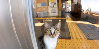 建物の中の猫