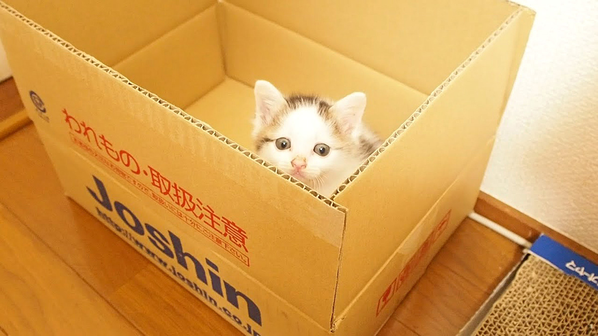 ダンボール箱の子猫