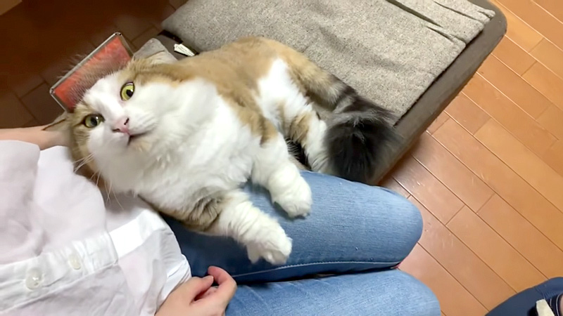 見上げる猫