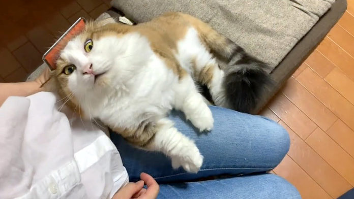 ブラッシングされる猫