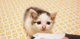 膝が気になる子猫