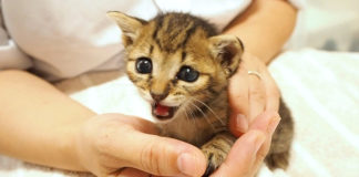 抱っこされたい子猫