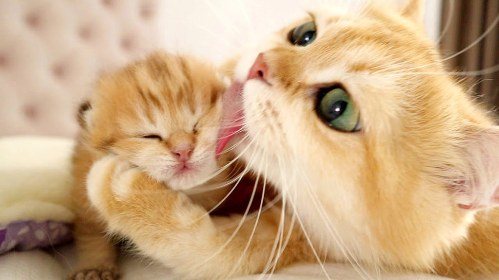 目が開いて初めて世界を目にした子猫達。ヨチヨチ歩きで探索したり