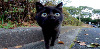 公園で出会った黒猫