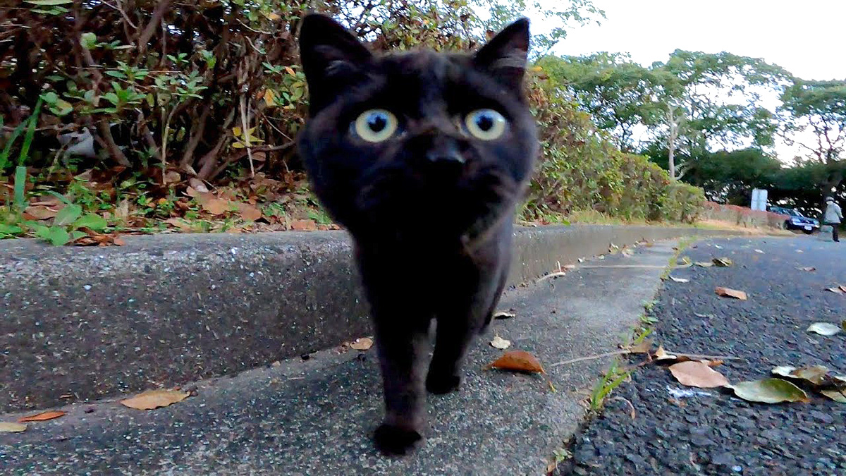 公園で出会った黒猫