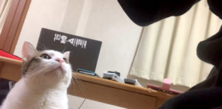 甘えたい猫