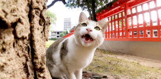 話しかけてくる猫