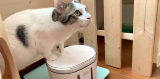 水を催促する猫