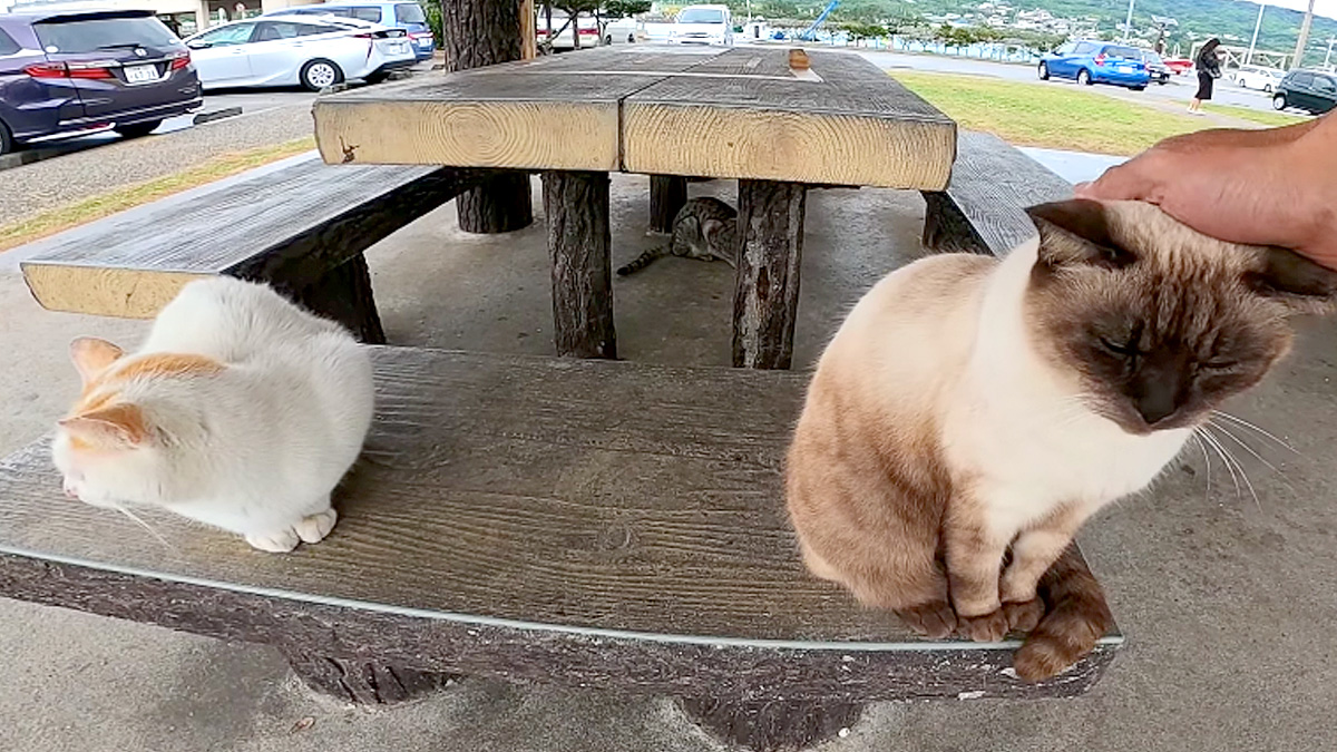 ベンチに座る猫達