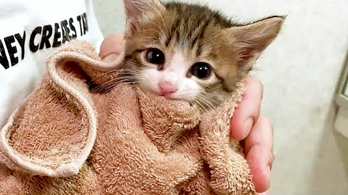 タオルで包まれる子猫