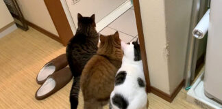 お風呂掃除が気になる猫達