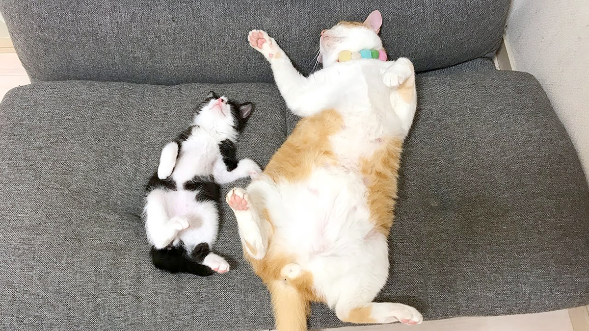 ヘソ天で眠る猫達