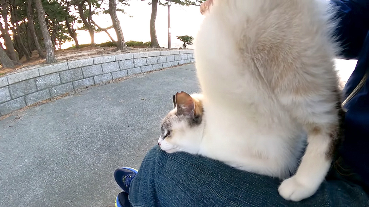 膝の上で甘える猫