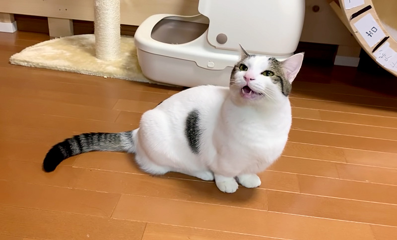 鳴く猫