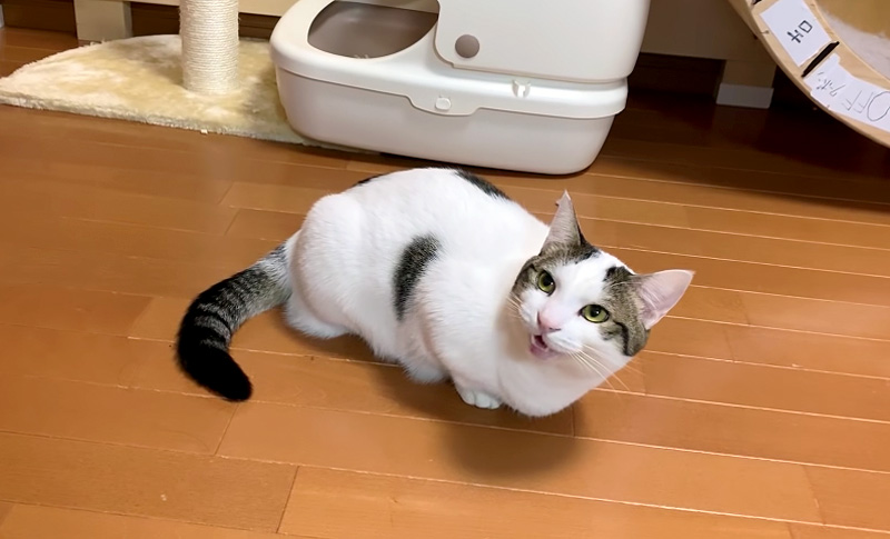 鳴く猫