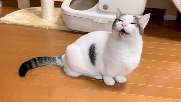 かまって欲しい猫
