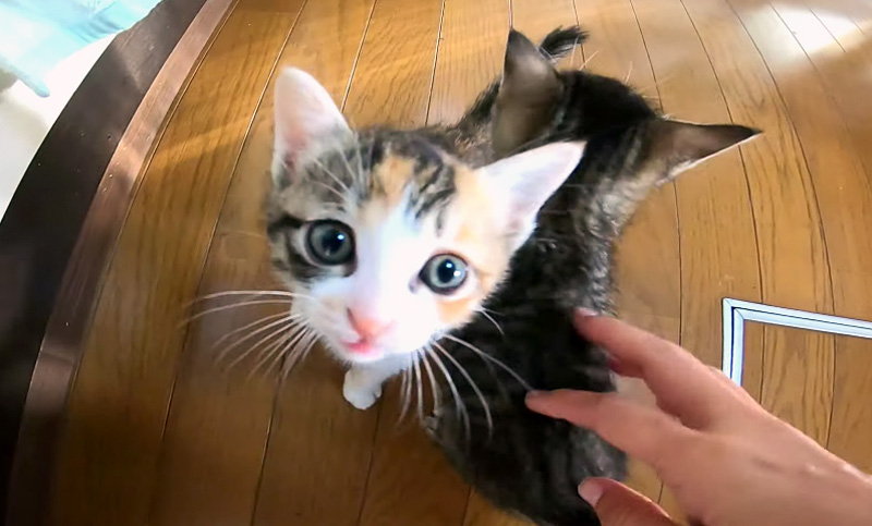ご飯を催促する子猫
