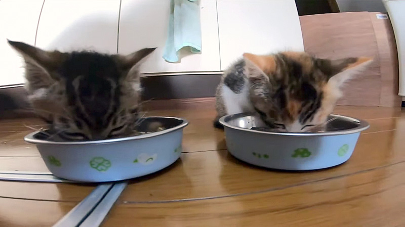 ご飯を食べる子猫
