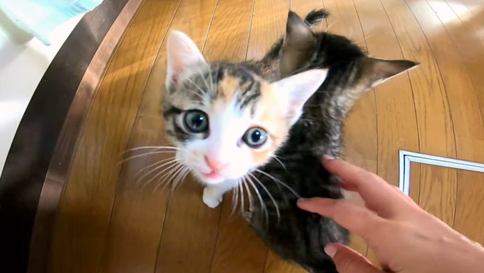ご飯を催促する子猫達